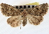  ( - CNCLEP00116048_rerun)  @11 [ ] CreativeCommons - Attribution (2014) CBG Photography Group Centre for Biodiversity Genomics