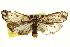  ( - CNCLEP00116055)  @11 [ ] CreativeCommons - Attribution (2014) CBG Photography Group Centre for Biodiversity Genomics