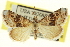  ( - CNCLEP00116060)  @11 [ ] CreativeCommons - Attribution (2014) CBG Photography Group Centre for Biodiversity Genomics