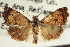  ( - CNCLEP00116063)  @11 [ ] CreativeCommons - Attribution (2014) CBG Photography Group Centre for Biodiversity Genomics
