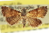  ( - CNCLEP00116066)  @11 [ ] CreativeCommons - Attribution (2014) CBG Photography Group Centre for Biodiversity Genomics