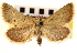  ( - CNCLEP00117732)  @11 [ ] CreativeCommons - Attribution (2014) CBG Photography Group Centre for Biodiversity Genomics