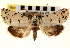  (Grotella soror - CNCLEP00117736)  @14 [ ] CreativeCommons - Attribution (2014) CBG Photography Group Centre for Biodiversity Genomics