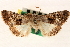  ( - CNCLEP00117749)  @13 [ ] CreativeCommons - Attribution (2014) CBG Photography Group Centre for Biodiversity Genomics
