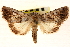  ( - CNCLEP00117750)  @11 [ ] CreativeCommons - Attribution (2014) CBG Photography Group Centre for Biodiversity Genomics