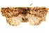  ( - CNCLEP00117752)  @11 [ ] CreativeCommons - Attribution (2014) CBG Photography Group Centre for Biodiversity Genomics