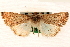  ( - CNCLEP00117753)  @11 [ ] CreativeCommons - Attribution (2014) CBG Photography Group Centre for Biodiversity Genomics