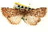  ( - CNCLEP00117754)  @11 [ ] CreativeCommons - Attribution (2014) CBG Photography Group Centre for Biodiversity Genomics