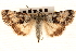  ( - CNCLEP00117761)  @11 [ ] CreativeCommons - Attribution (2014) CBG Photography Group Centre for Biodiversity Genomics