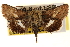  ( - CNCLEP00117767)  @11 [ ] CreativeCommons - Attribution (2014) CBG Photography Group Centre for Biodiversity Genomics