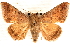  ( - CNCLEP00117790)  @14 [ ] CreativeCommons - Attribution (2014) CBG Photography Group Centre for Biodiversity Genomics