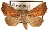  (Anomis gentilis - CNCLEP00117795)  @15 [ ] CreativeCommons - Attribution (2014) CBG Photography Group Centre for Biodiversity Genomics