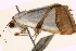  ( - CNCLEP00117843)  @13 [ ] CreativeCommons - Attribution (2014) CBG Photography Group Centre for Biodiversity Genomics