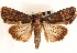  ( - CNCLEP00117864)  @14 [ ] CreativeCommons - Attribution (2014) CBG Photography Group Centre for Biodiversity Genomics