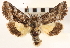 ( - CNCLEP00117915)  @13 [ ] CreativeCommons - Attribution (2014) CBG Photography Group Centre for Biodiversity Genomics