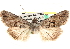  ( - CNCLEP00117920)  @11 [ ] CreativeCommons - Attribution (2014) CBG Photography Group Centre for Biodiversity Genomics