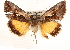  ( - CNCLEP00117925)  @15 [ ] CreativeCommons - Attribution (2014) CBG Photography Group Centre for Biodiversity Genomics