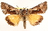 ( - CNCLEP00117926)  @15 [ ] CreativeCommons - Attribution (2014) CBG Photography Group Centre for Biodiversity Genomics