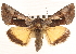  ( - CNCLEP00117927)  @15 [ ] CreativeCommons - Attribution (2014) CBG Photography Group Centre for Biodiversity Genomics