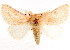  ( - CNCLEP00117933)  @11 [ ] CreativeCommons - Attribution (2014) CBG Photography Group Centre for Biodiversity Genomics