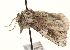  ( - CNCLEP00117936)  @12 [ ] CreativeCommons - Attribution (2014) CBG Photography Group Centre for Biodiversity Genomics