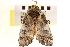  ( - CNCLEP00117938)  @12 [ ] CreativeCommons - Attribution (2014) CBG Photography Group Centre for Biodiversity Genomics