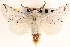  ( - CNCLEP00117939)  @11 [ ] CreativeCommons - Attribution (2014) CBG Photography Group Centre for Biodiversity Genomics