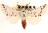  ( - CNCLEP00117942)  @11 [ ] CreativeCommons - Attribution (2014) CBG Photography Group Centre for Biodiversity Genomics