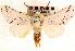  ( - CNCLEP00117943)  @11 [ ] CreativeCommons - Attribution (2014) CBG Photography Group Centre for Biodiversity Genomics