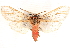  ( - CNCLEP00118001)  @14 [ ] CreativeCommons - Attribution (2014) CBG Photography Group Centre for Biodiversity Genomics