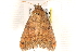  ( - CNCLEP00118029)  @13 [ ] CreativeCommons - Attribution (2014) CBG Photography Group Centre for Biodiversity Genomics