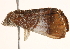  ( - CNCLEP00118071)  @13 [ ] CreativeCommons - Attribution (2014) CBG Photography Group Centre for Biodiversity Genomics