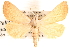  (Pharga pallens - CNCLEP00118077)  @14 [ ] CreativeCommons - Attribution (2014) CBG Photography Group Centre for Biodiversity Genomics