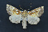  ( - CNCLEP00140510)  @14 [ ] CreativeCommons  Attribution Share-Alike (by-sa) (2010) Canadian National Collection of Insects, Arachnids and Nematodes Canadian National Collection of Insects, Arachnids and Nematodes