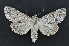  ( - CNCLEP00140543)  @11 [ ] CreativeCommons  Attribution Share-Alike (by-sa) (2010) Canadian National Collection of Insects, Arachnids and Nematodes Canadian National Collection of Insects, Arachnids and Nematodes