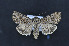  ( - CNCLEP00140544)  @11 [ ] CreativeCommons  Attribution Share-Alike (by-sa) (2010) Canadian National Collection of Insects, Arachnids and Nematodes Canadian National Collection of Insects, Arachnids and Nematodes