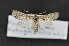  ( - CNCLEP00140549)  @11 [ ] CreativeCommons  Attribution Share-Alike (by-sa) (2010) Canadian National Collection of Insects, Arachnids and Nematodes Canadian National Collection of Insects, Arachnids and Nematodes