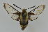  ( - CNCLEP00140645)  @13 [ ] CreativeCommons  Attribution Share-Alike (by-sa) (2010) Canadian National Collection of Insects, Arachnids and Nematodes Canadian National Collection of Insects, Arachnids and Nematodes
