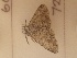  ( - CNCLEP00225146)  @11 [ ] Attribution-NonCommercial-ShareAlike (2020) Canadian National Collection of Insects, Arachnids and Nematodes Canadian National Collection of Insects, Arachnids and Nematodes