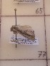  ( - CNCLEP00231147)  @11 [ ] Attribution-NonCommercial-ShareAlike (2021) Canadian National Collection of Insects, Arachnids and Nematodes Canadian National Collection of Insects, Arachnids and Nematodes