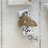  ( - CNCLEP00273303)  @11 [ ] Attribution-NonCommercial-ShareAlike (2021) Canadian National Collection of Insects, Arachnids and Nematodes Canadian National Collection of Insects, Arachnids and Nematodes