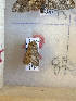  ( - CNCLEP00273361)  @11 [ ] OGL-C; Open Government Licence - Canada (2022) Canadian National Collection of Insects, Arachnids and Nematodes Canadian National Collection of Insects, Arachnids and Nematodes
