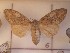  ( - CNCLEP00273544)  @13 [ ] Attribution-NonCommercial-ShareAlike (2021) Canadian National Collection of Insects, Arachnids and Nematodes Canadian National Collection of Insects, Arachnids and Nematodes