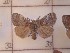  ( - CNCLEP00273575)  @13 [ ] Attribution-NonCommercial-ShareAlike (2021) Canadian National Collection of Insects, Arachnids and Nematodes Canadian National Collection of Insects, Arachnids and Nematodes