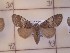  ( - CNCLEP00273585)  @13 [ ] Attribution-NonCommercial-ShareAlike (2021) Canadian National Collection of Insects, Arachnids and Nematodes Canadian National Collection of Insects, Arachnids and Nematodes