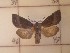  ( - CNCLEP00273589)  @12 [ ] Attribution-NonCommercial-ShareAlike (2021) Canadian National Collection of Insects, Arachnids and Nematodes Canadian National Collection of Insects, Arachnids and Nematodes