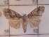  ( - CNCLEP00273597)  @13 [ ] Attribution-NonCommercial-ShareAlike (2021) Canadian National Collection of Insects, Arachnids and Nematodes Canadian National Collection of Insects, Arachnids and Nematodes