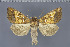  ( - CNCLEP00289407)  @13 [ ] OGL-C; Open Government Licence - Canada (2022) Canadian National Collection of Insects, Arachnids and Nematodes Canadian National Collection of Insects, Arachnids and Nematodes