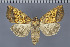  ( - CNCLEP00289408)  @14 [ ] OGL-C; Open Government Licence - Canada (2022) Canadian National Collection of Insects, Arachnids and Nematodes Canadian National Collection of Insects, Arachnids and Nematodes
