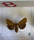  ( - CNCLEP00291063)  @11 [ ] Attribution-NonCommercial-ShareAlike (2021) Canadian National Collection of Insects, Arachnids and Nematodes Canadian National Collection of Insects, Arachnids and Nematodes